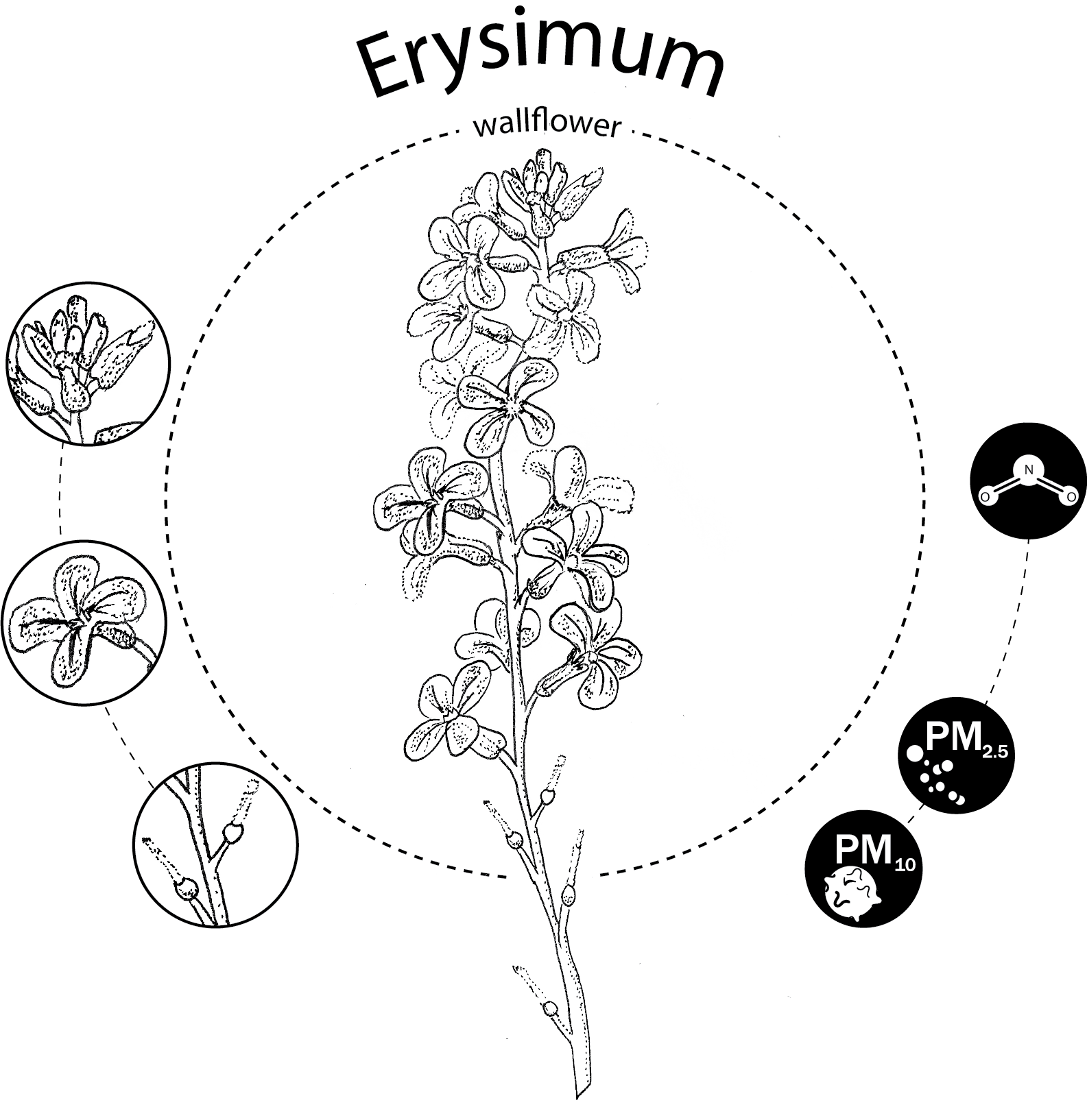 Erysimum