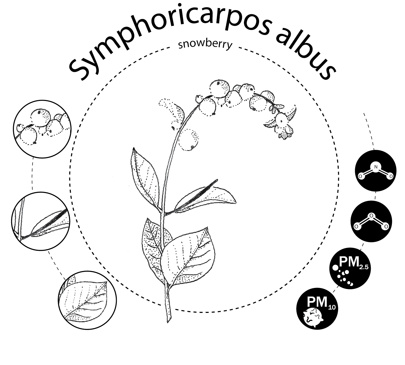 Symphoricarpos
